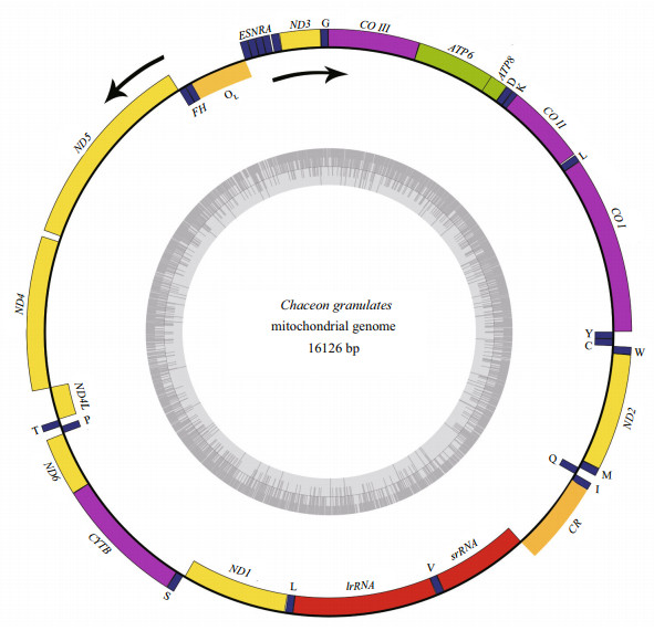 Comparative analysis of mitochondrial genome of a deepsea crab <i 